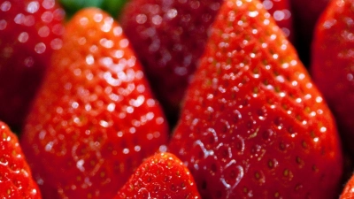 Da Anbau und Transport sehr energieintensiv sind, haben Früh-Erdbeeren eine verheerende Umweltbilanz. (Foto: Klaus-Dietmar Gabbert/dpa-tmn/dpa)