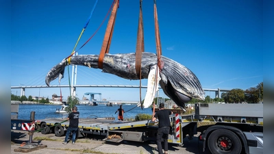 Der tote Wal vom Greifswalder Bodden wird aus dem Wasser geholt. (Foto: Stefan Sauer/dpa)