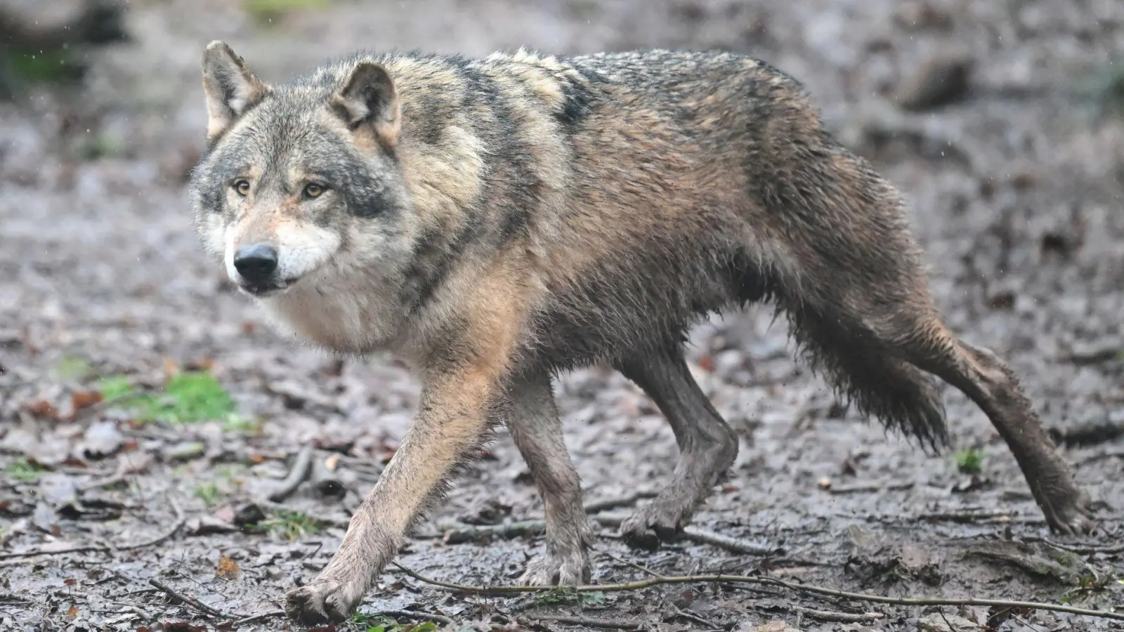 In Griechenland leben Schätzungen zufolge rund 1000 Wölfe.  (Foto: Bernd Weißbrod/dpa)