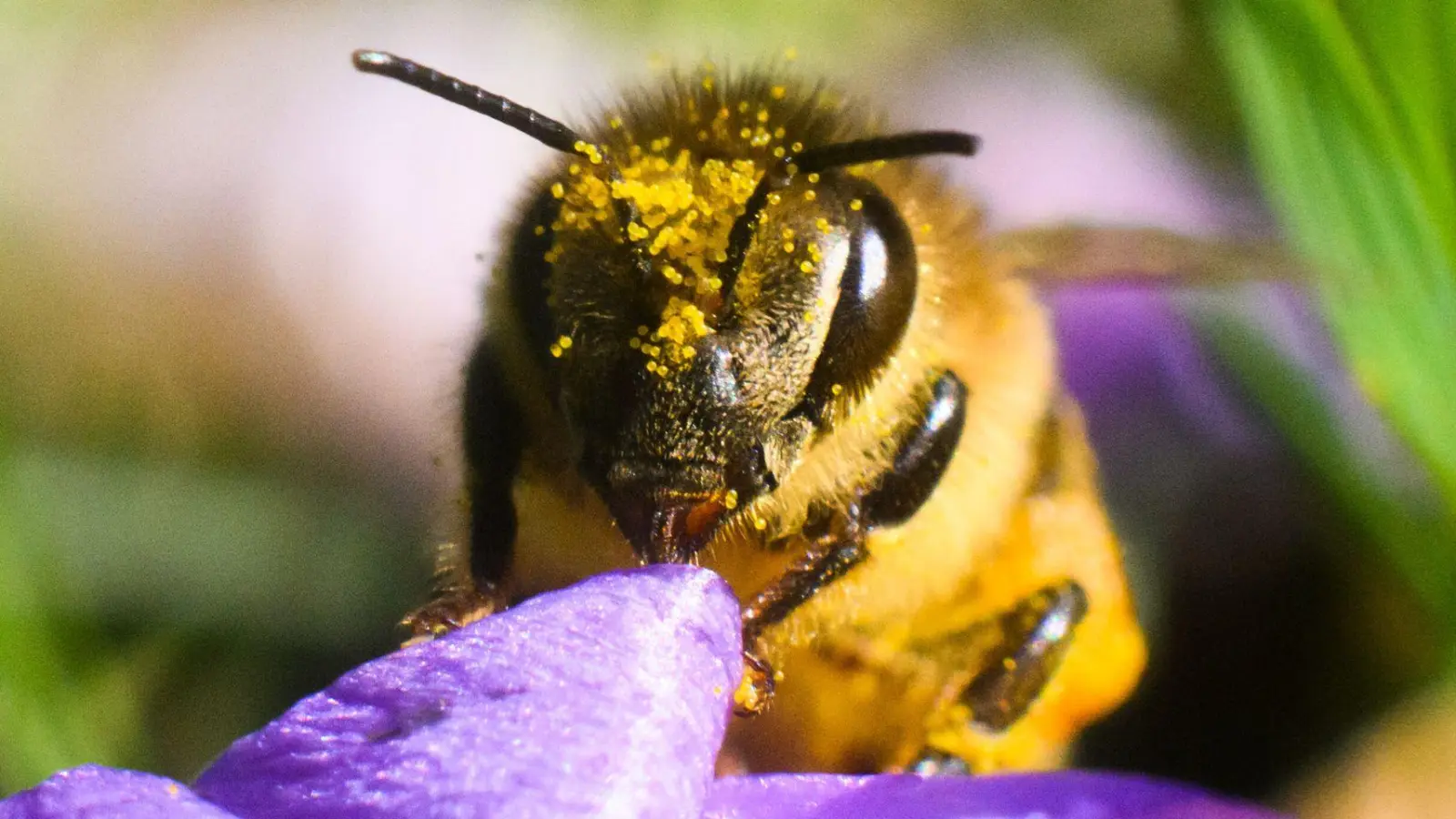 Frühe Tankstelle: Krokusse versorgen Bienen schon am Frühlingsanfang mit Pollen und Nektar. (Foto: Julian Stratenschulte/dpa/dpa-tmn)