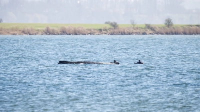 Der Wal lebt laut Wasserschutzpolizei noch.  (Foto: Philip Dulian/dpa)