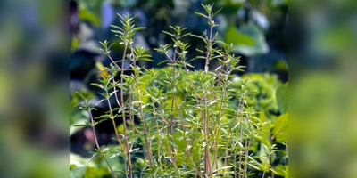 Bohnenkraut zählt zu den beliebtesten Kräutern und passt in jedes Beet oder auch auf den Balkon. (Foto: Peter Busch)