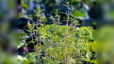 Bohnenkraut zählt zu den beliebtesten Kräutern und passt in jedes Beet oder auch auf den Balkon. (Foto: Peter Busch)