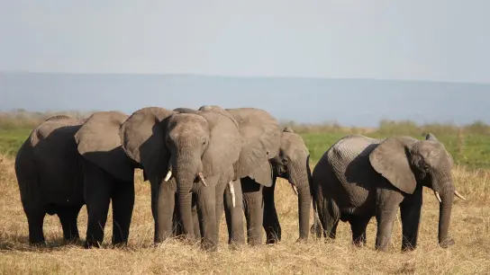 Elefanten stehen im Ruaha-Nationalpark in Tansania. Der Handel mit gefährdeten Wildarten bedroht oft ihr Überleben. (Foto: Kristin Palitza/dpa)