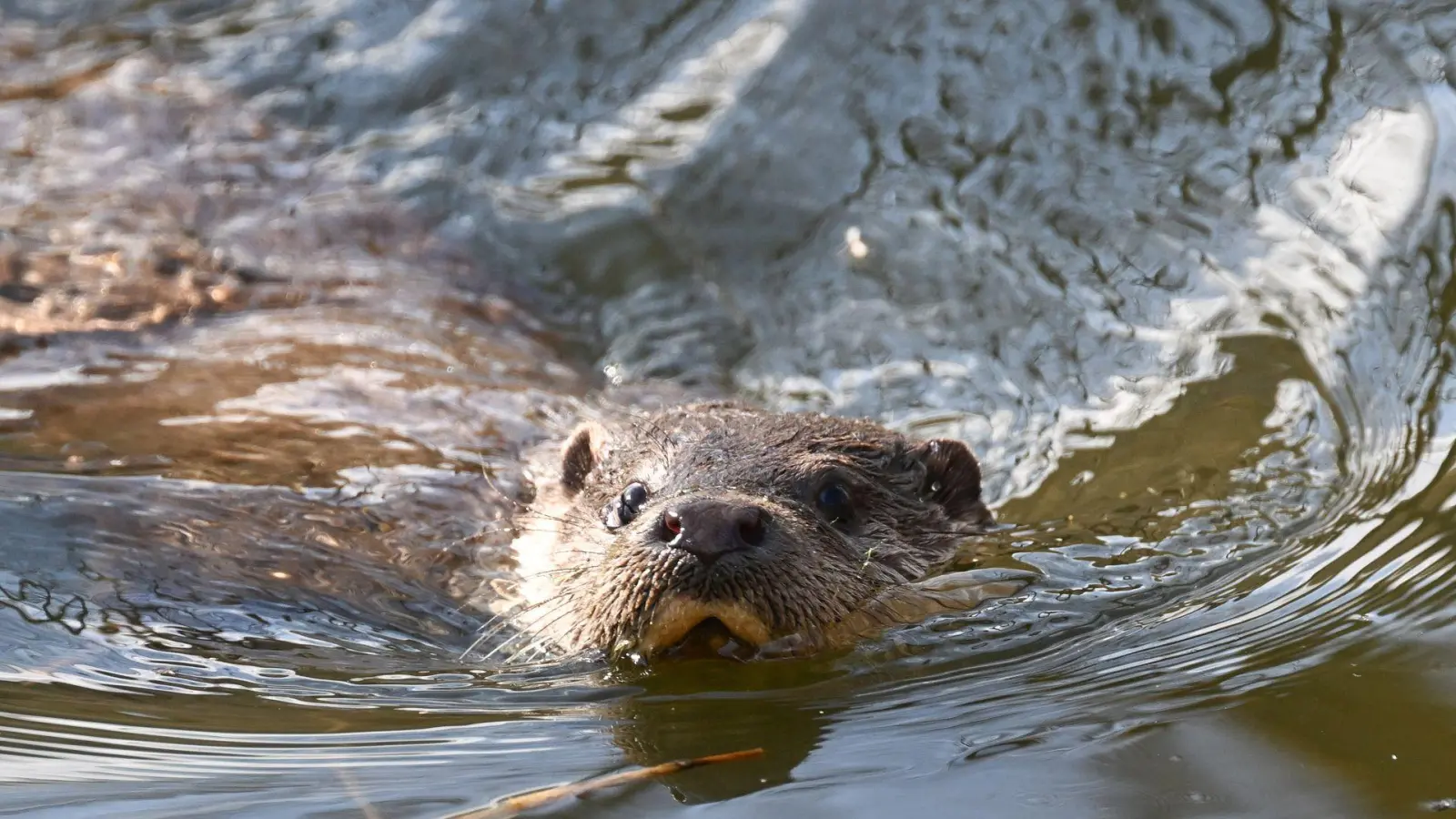 Nach einem Beschluss des Verwaltungsgerichts Bayreuth bleibt die Tötung der streng geschützten Fischotter in Ausnahmefällen möglich. (Archivbild) (Foto: Bernd Weißbrod/dpa)