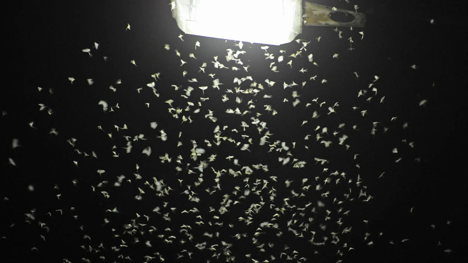 Insekten und Falter werden von der Lichtquelle angezogen. (Foto: Armin Weigel/dpa)