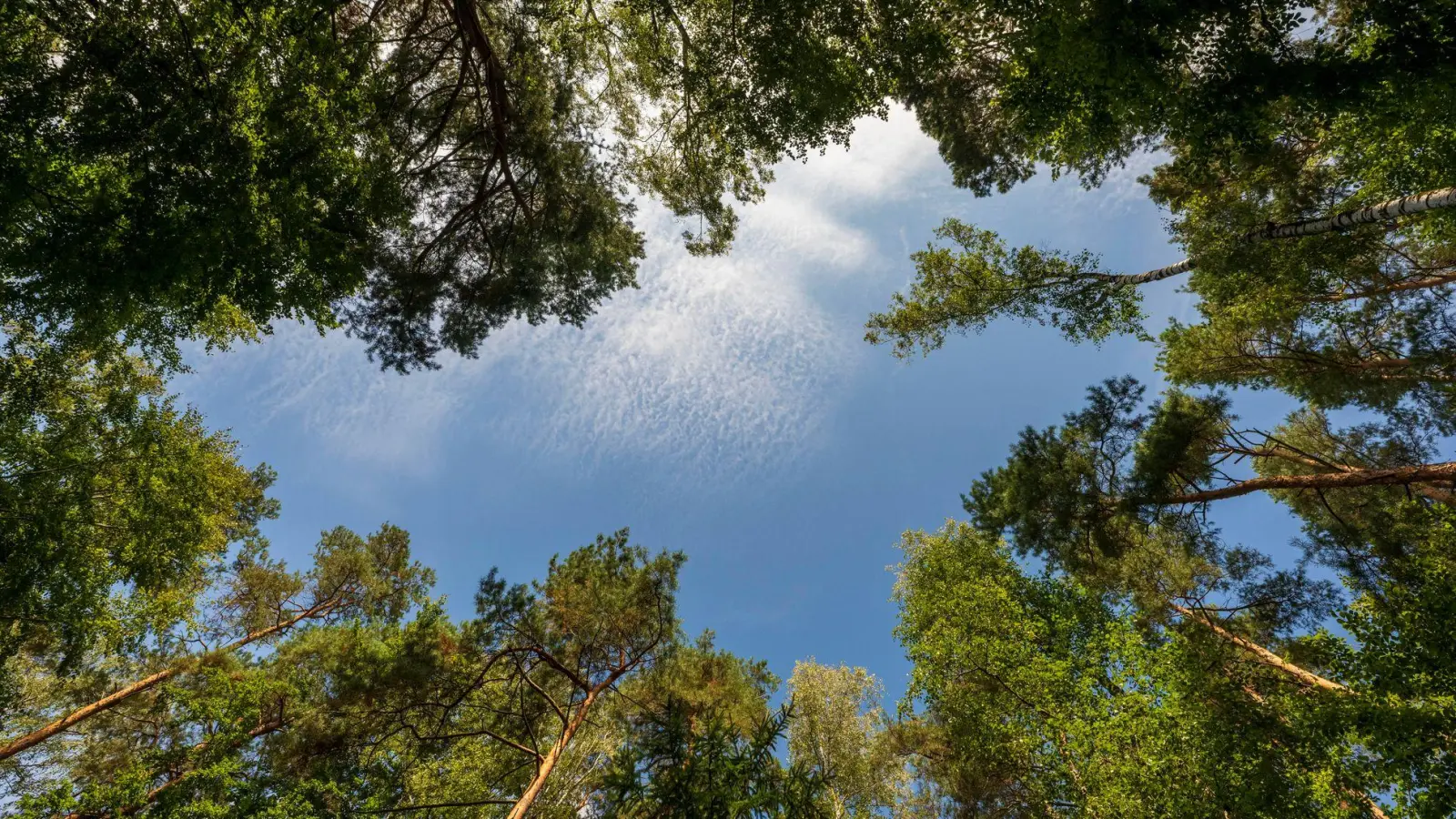 Der Bayerische Jagdverband fordert eine Novelle des Waldgesetzes in Bayern. (Symbolfoto) (Foto: Peter Kneffel/dpa)