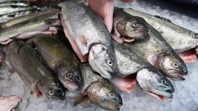 Forellen aus Bio-Zucht gelten als nachhaltige Alternative zu vielen überfischten Arten aus der Ostsee. (Foto: Holger Hollemann/dpa/dpa-tmn)
