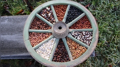 Eine Vielzahl an Sämereien gibt es beim ersten Saatgutmarkt im Freilandmuseum.<br> (Foto: Christine Berger)