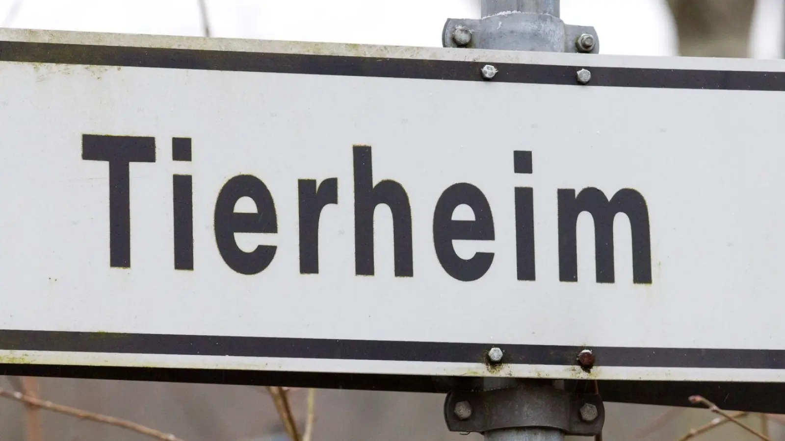 Der 43-Jährige gab an, das Tier in einem Ort in der Region gefunden zu haben. (Symbolbild) (Foto: Friso Gentsch/dpa)