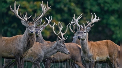 Der Rothirsch ist zum Tier des Jahres 2026 gewählt worden. (Archivbild) (Foto: Patrick Pleul/dpa/ZB)