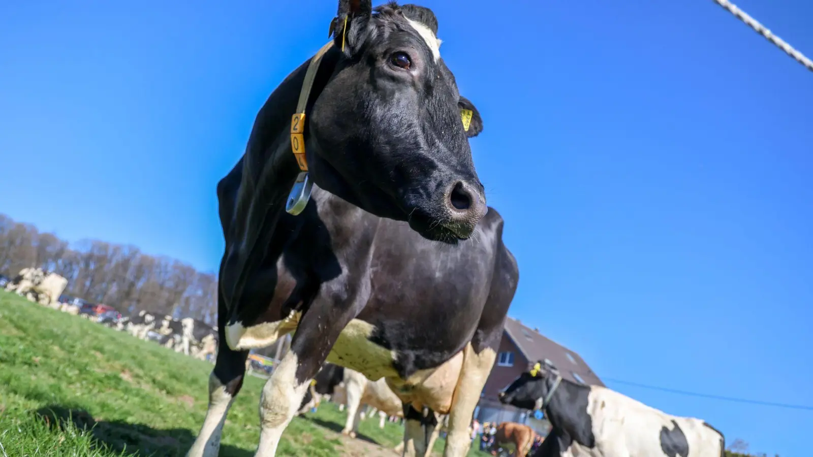 Aus einem Betrieb in Mecklenburg-Vorpommern wurde Bullensperma gestohlen. (Symbolbild) (Foto: Christoph Reichwein/dpa)