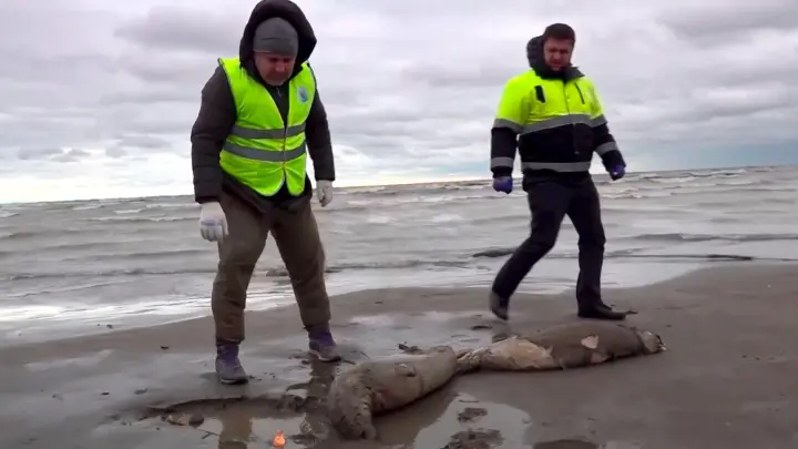 Mitarbeiter der Umweltstaatsanwaltschaft haben am Strand des Kaspischen Meers tote Robben gefunden. (Foto: Uncredited/RU-RTR Russian Television/AP/dpa)