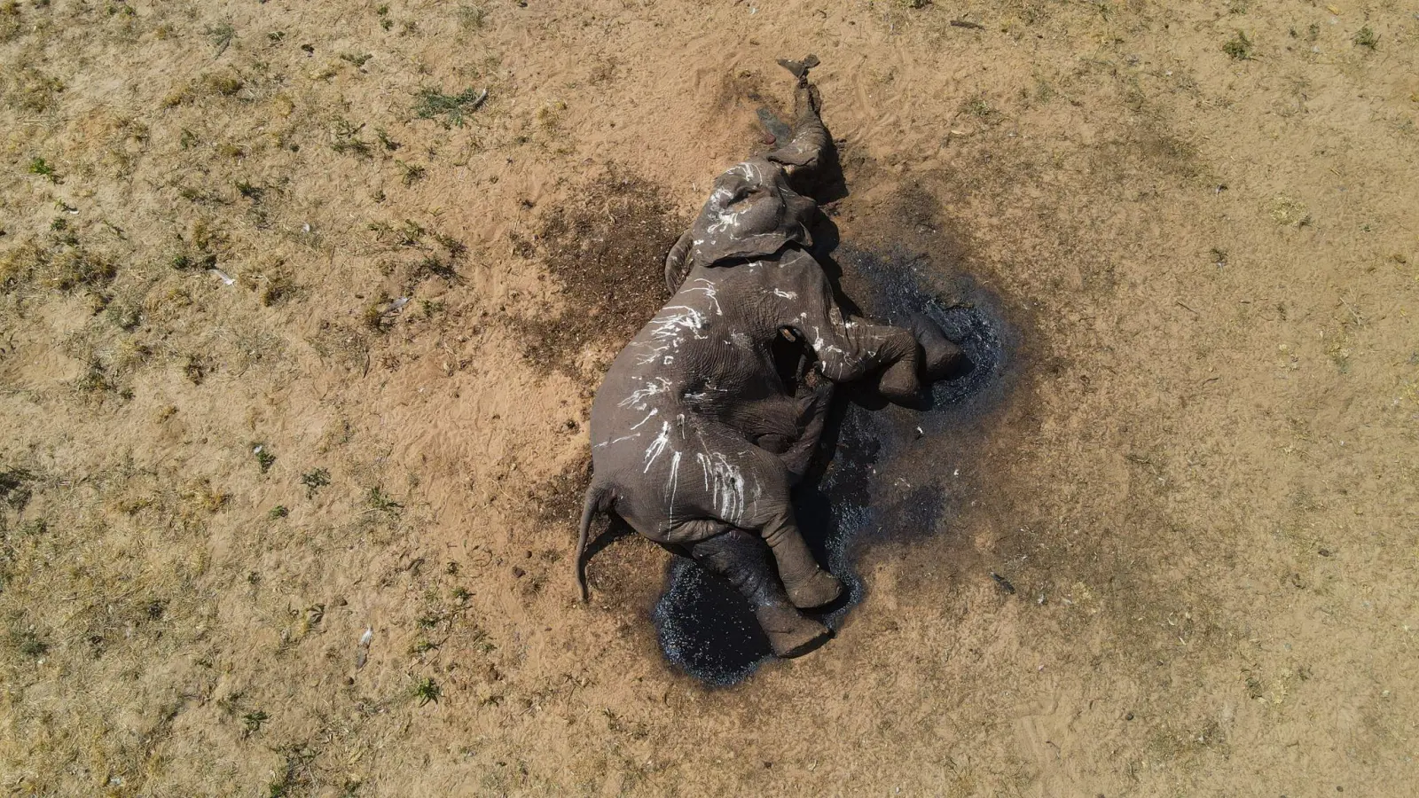 Ein toter Elefant im Hwange-Nationalpark in Simbabwe. (Foto: Privilege Musvanhiri/-/dpa)