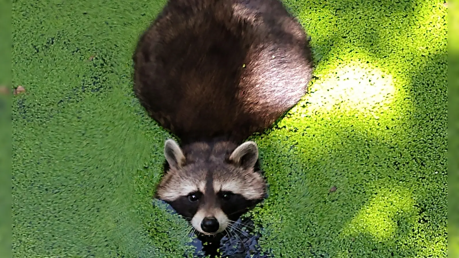 Der Markt Erlbacherin Birgit Kellermann gelang im Tiergarten in Bad Mergentheim dieser Schnappschuss eines Waschbären. Zunehmend ist der Neueinwanderer auch in den hiesigen Wäldern aktiv. (Foto: Birgit Kellermann)