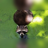 Waschbären, hier ein Exemplar aufgenommen im Tiergarten in Bad Mergentheim, sind im Landkreis Ansbach stark auf dem Vormarsch. (Symbolbild: Birgit Kellermann)