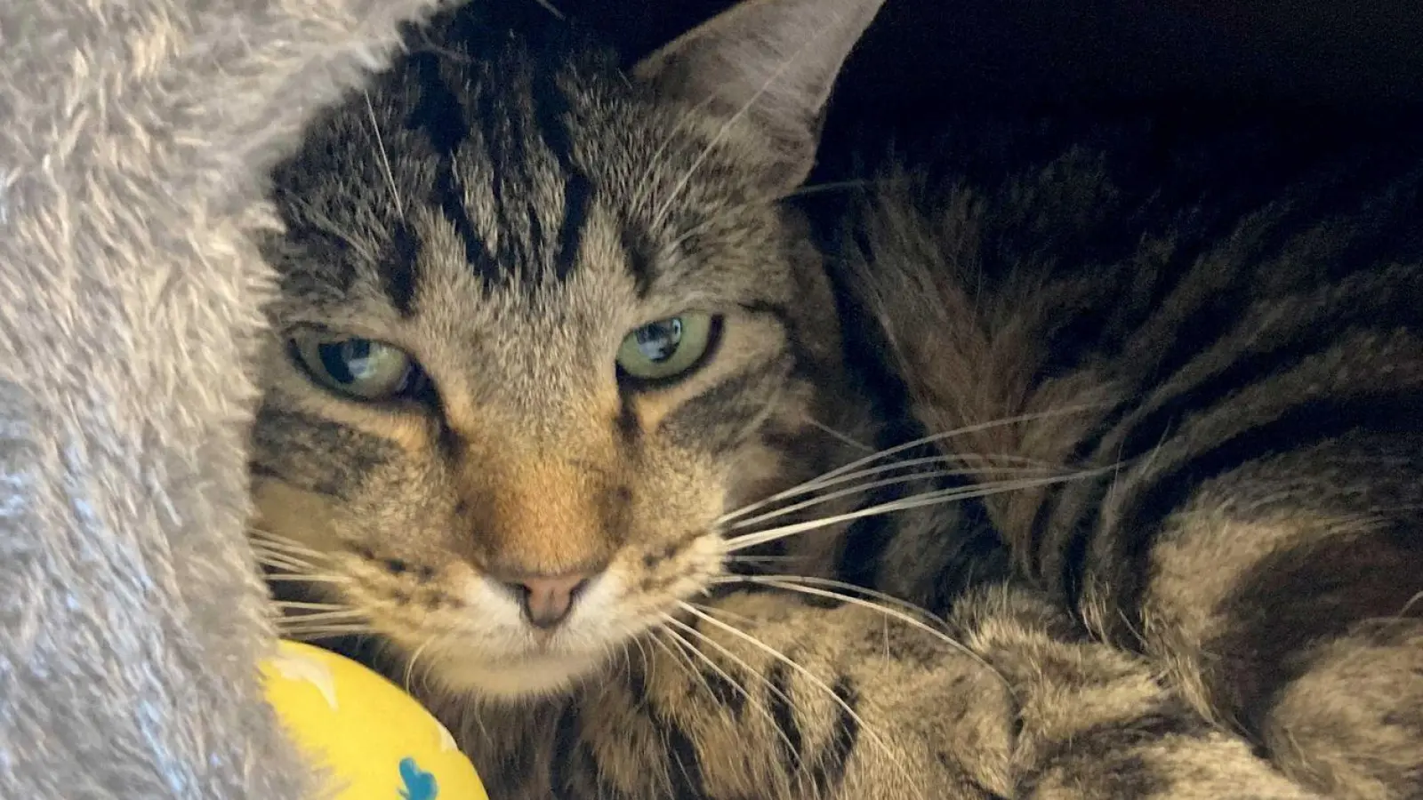 Kater Ben im Tierheim „Katzenparadies“ Neustrelitz. (Foto: Ulrike von Leszczynski/dpa)
