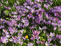Krokusse im Großeinsatz - gesehen in Feuchtwangen (Foto: Erich Herrmann)