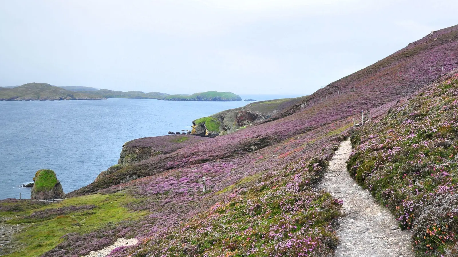 Auf der Insel Muckle Roe laden schmale Pfade zum Wandern ein. (Foto: Dörte Nohrden/dpa-tmn)