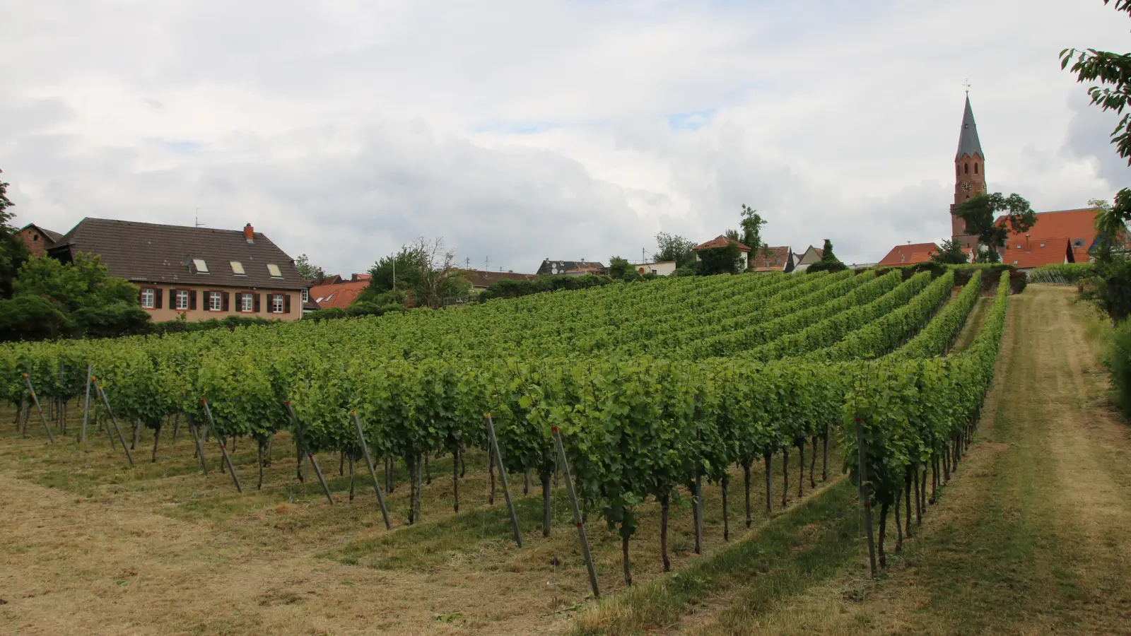 Weinberg in Stadtnähe: Wein hat in der Partnerschaft zwischen Dinkelsbühl und Edenkoben von Anfang an eine Rolle gespielt. Am Samstag wird das 70-jährige Bestehen dieser Freundschaft gefeiert. (Archivbild: Martina Haas)