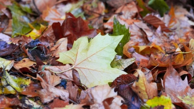 Der „Goldene Herbst“ kam kaum zum Vorschein - die Sonne schien deutlich zu wenig.  (Foto: Soeren Stache/dpa)
