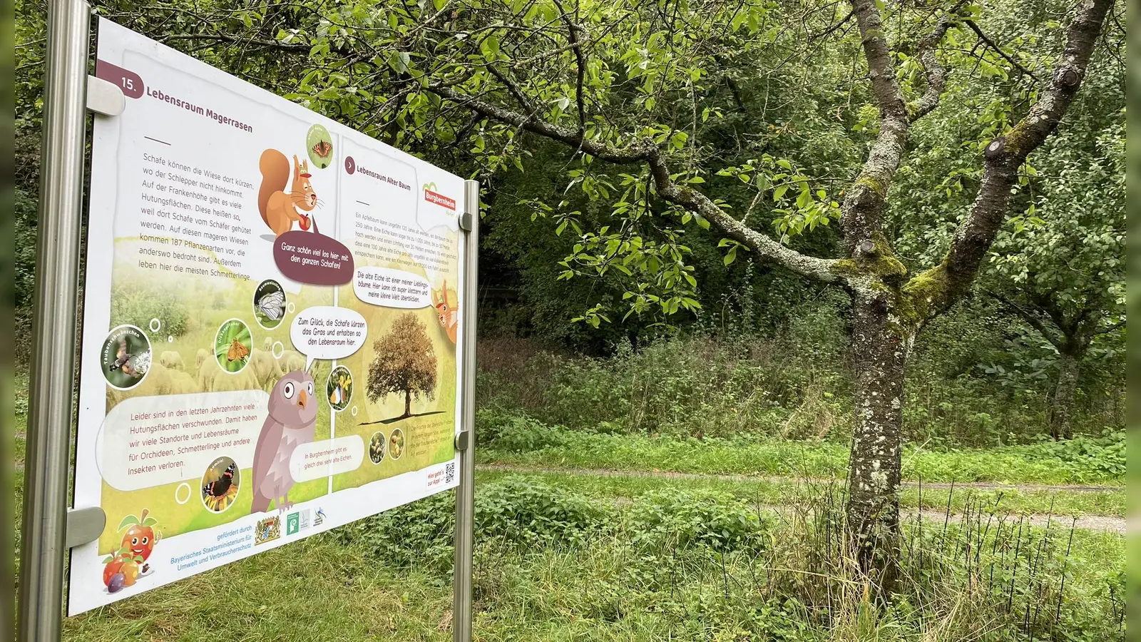 Info-Tafeln entlang des Streuobsterlebnispfades bei Burgbernheim gibt es viel über die 2000 verschiedenen Apfelsorten zu lernen. (Archivbild: Manfred Blendinger)