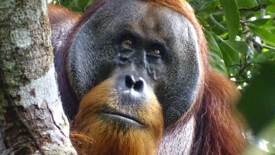 Der männliche Sumatra-Orang-Utan namens Rakus im Urwald von Suaq Balimbing hat sich selbst geheilt. Zwei Monate nach der Selbstbehandlung war die Wunde kaum noch sichtbar. (Foto: Safruddin/Max-Planck-Institut für Tierverhalten/SUAQ foundation/dpa)