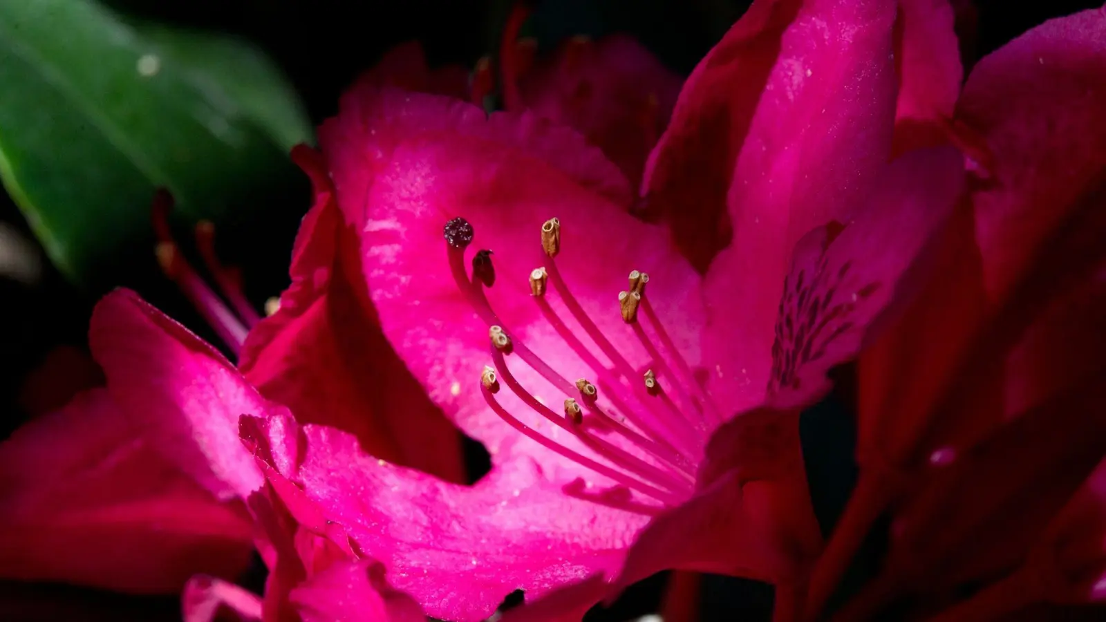 So eine schöne Rhododendronblüte! Damit das so bleibt, hält man besser die Rhododendronzikade von der Pflanze fern. (Foto: Franziska Gabbert/dpa-tmn)