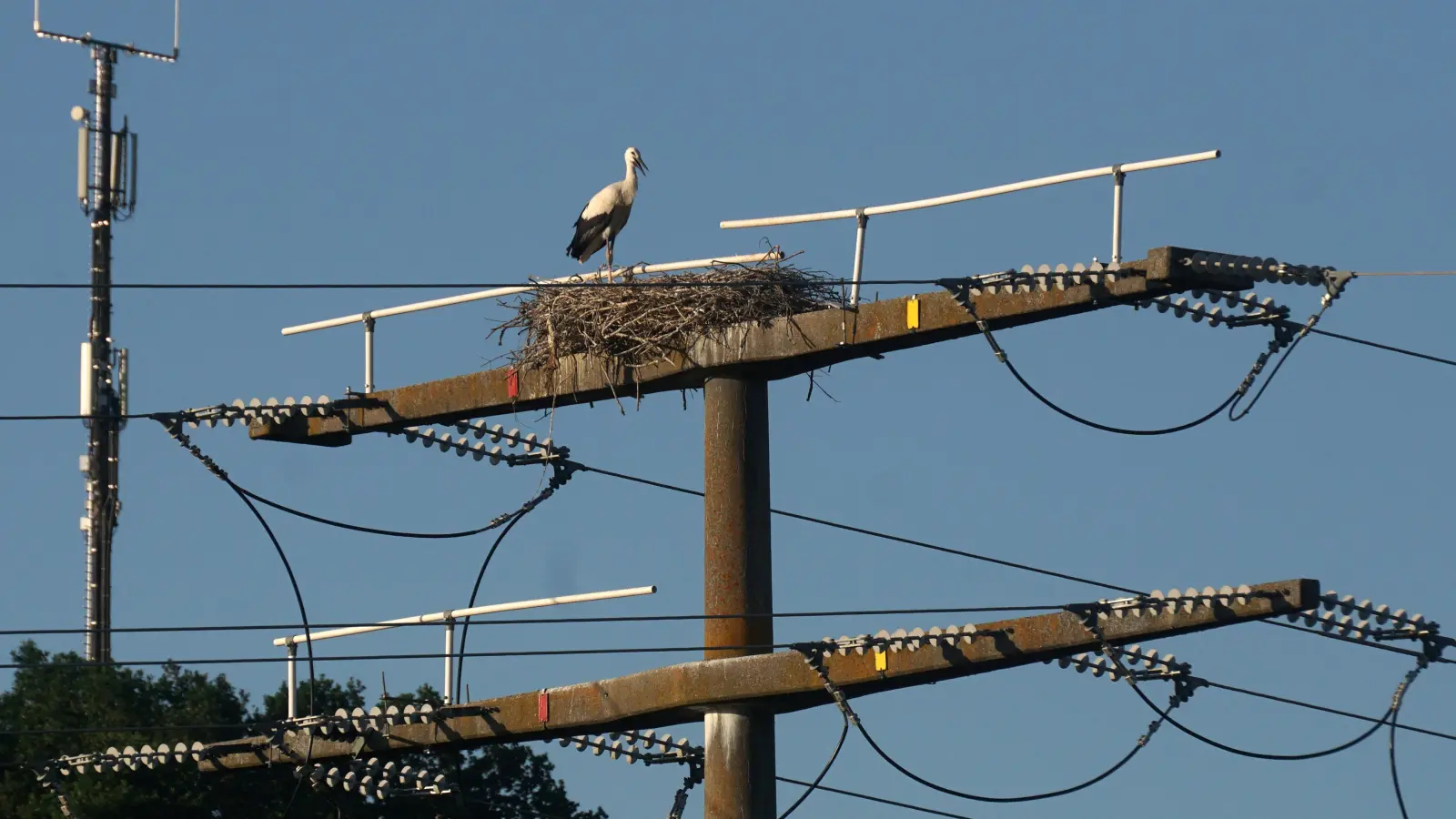 Die Störche und ihr Nachwuchs leben hoch-spannend und gefährlich. Denn berührt etwa ein Flügel oder der Schnabel die Leitung, kann das tödlich enden. (Foto: Heinz Wraneschitz)