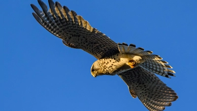 Die Turmfalken wurden der Tierrettung übergeben. (Symbolbild) (Foto: Patrick Pleul/dpa)