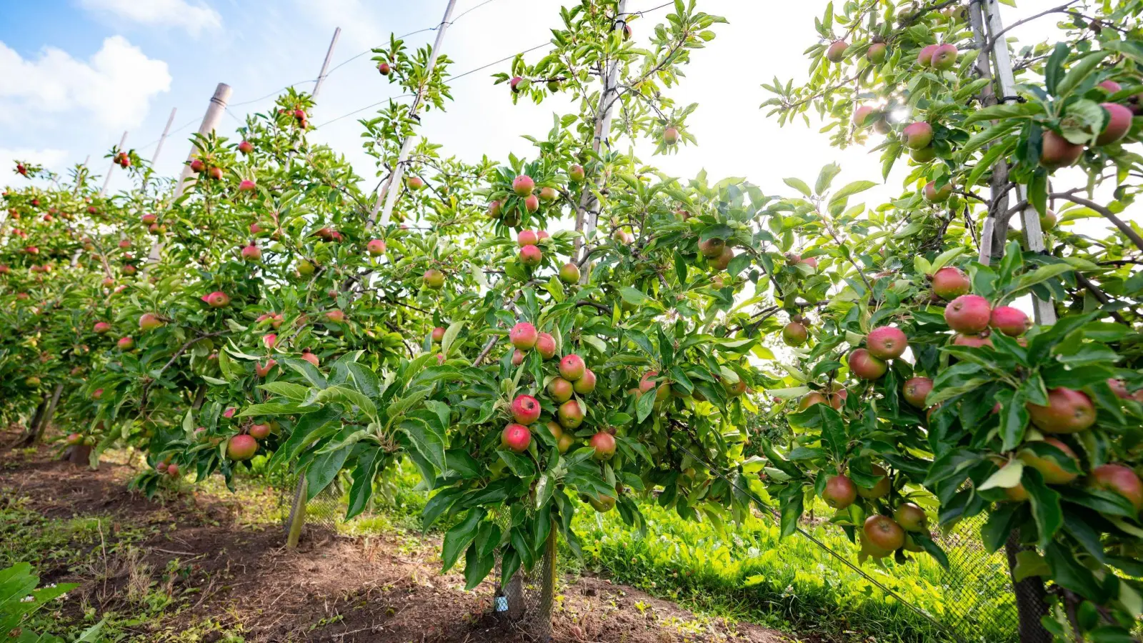 Reichlich Äpfel von heimischen Anbauflächen (Archivbild) (Foto: Jonas Walzberg/dpa)