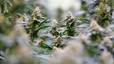 Die Bundesregierung will dem Missbrauch von medizinischem Cannabis entgegenwirken.  (Foto: Hendrik Schmidt/dpa)