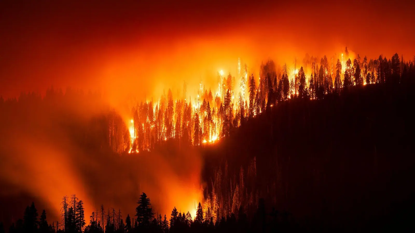 Das „Garnet Fire“ bedroht Riesenmammutbäume im Waldgebiet McKinley Grove. (Foto: Noah Berger/FR34727 AP/AP/dpa)