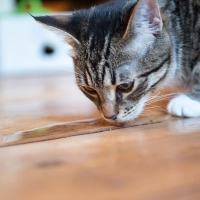 Kleine Pfütze, großes Risiko: Untersetzer-Wasser oder anderes stehendes Wasser kann Stoffe enthalten, die Katzen nicht vertragen.  (Foto: Franziska Gabbert/dpa-tmn)