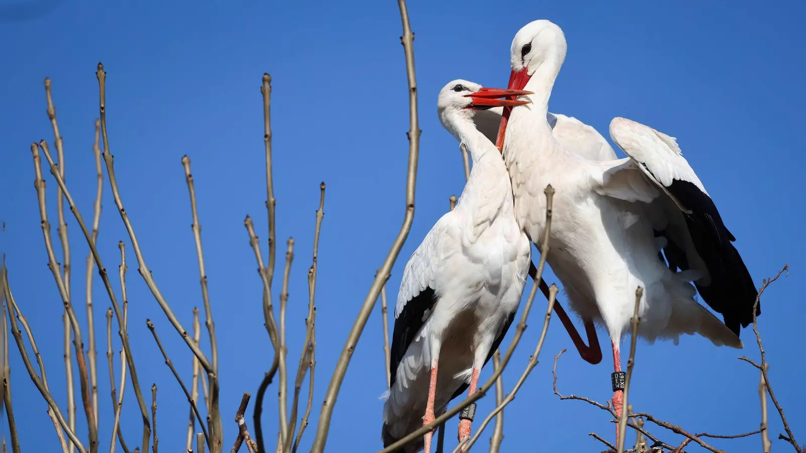 Ihre Population hat sich in den letzten Jahrzehnten erholt - jetzt werden sie mancherorts bereits zum Problem: Die Störche. Der BN ruft deshalb zum Dialog auf. (Foto: Christian Charisius/dpa)