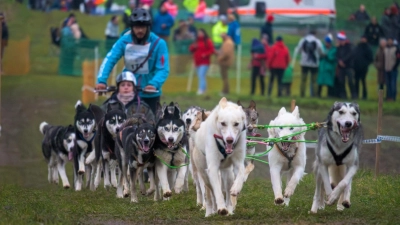 Mit 20 Hunden war Pierre Lachnit unterwegs - die höchste Anzahl an Hunden, die einen Schlitten gezogen haben. (Foto: René Chlopotowski)