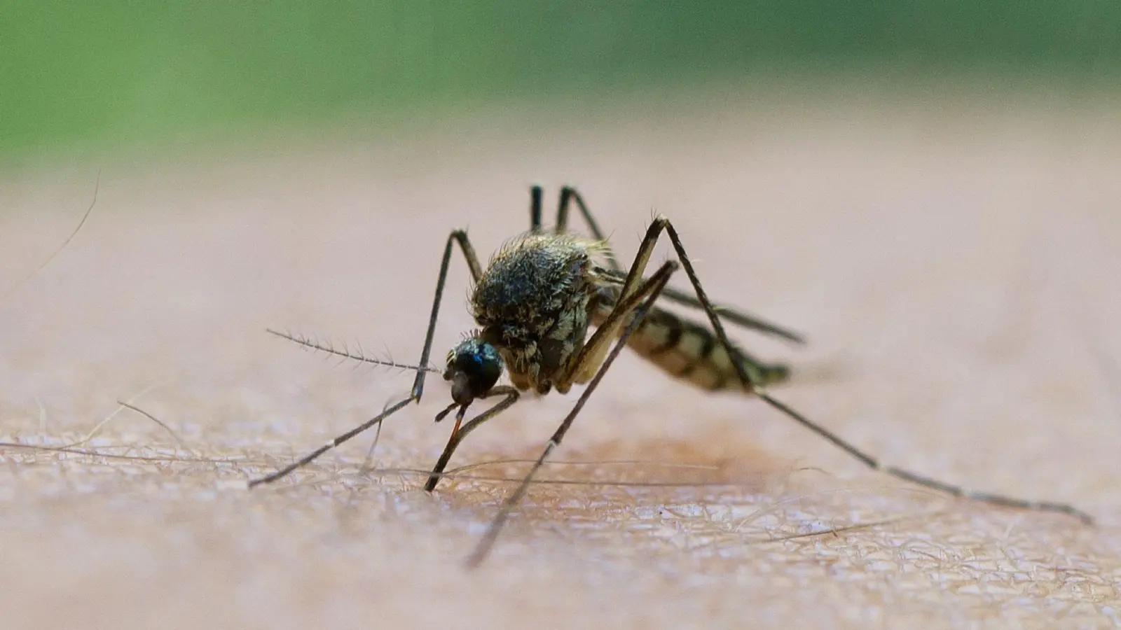 Vielerorts könnte es durch den verregneten Frühling mehr Stechmücken geben. (Foto: Patrick Pleul/dpa-Zentralbild/dpa/Archivbild)