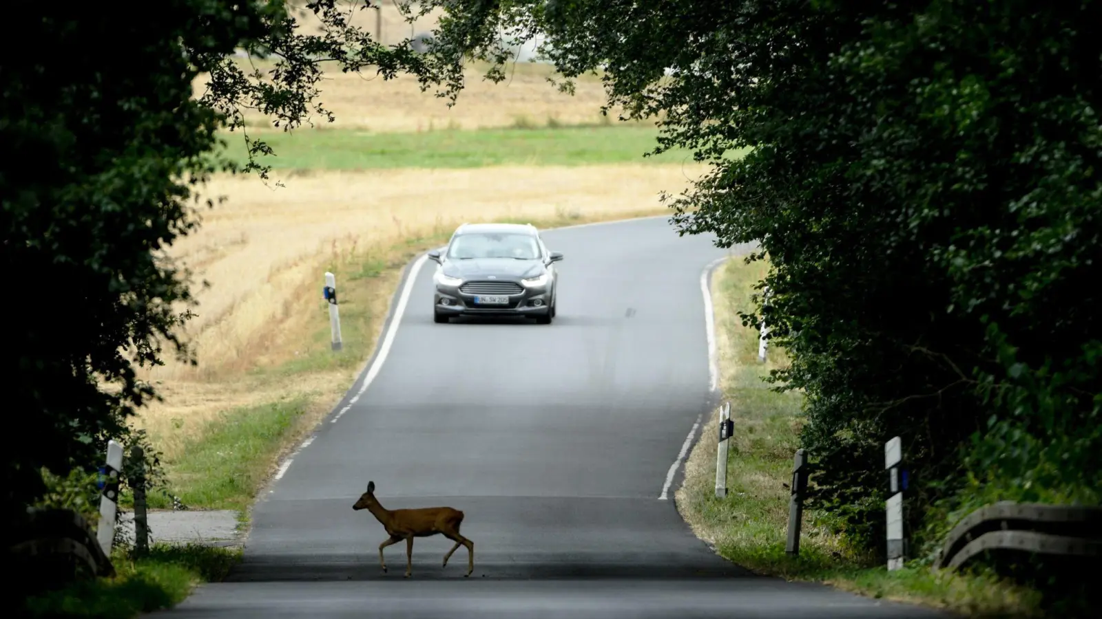 War&#39;s das schon? Vorsicht, kreuzt ein Wildtier die Straße, ist auch immer mit Nachzüglern zu rechnen. (Foto: Arne Dedert/dpa/dpa-tmn)