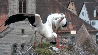 Ein Bild aus besseren Tagen: In diesem Horst auf dem Dach des Alten Rathauses in Dinkelsbühl hat nur ein Küken überlebt. (Foto: Storchenkamera)
