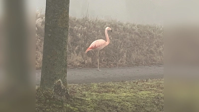 Auf einem Bein stand der Flamingo am Sonntag am Straßenrand bei Ulm.  (Foto: -/Polizeipräsidium Ulm/dpa)