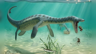 Plesiosaurier spuckten Unverdauliches wohl wieder aus - ähnlich wie Eulen heute das tun. (Foto: Lente Artemieff/Cambridge University/EurekaAlert/dpa)