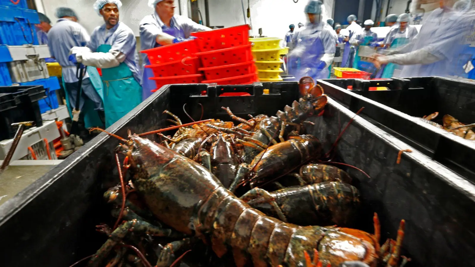 Hummer und gefrorene Hummererzeugnisse mit Ursprung in den Vereinigten Staaten dürfen künftig zollfrei in die EU importiert werden. (Archivbild) (Foto: Robert F. Bukaty/AP/dpa)