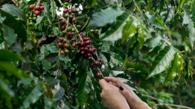 Kaffeebeeren werden auf der Plantage des Biologischen Instituts geerntet. (Foto: Andre Penner/AP/dpa)
