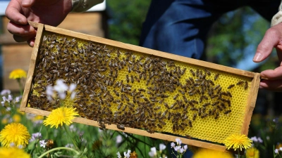Noch sind die bayrischen Bienen auf der sicheren Seite. Experten rechnen aber damit, dass sie bald von einer neuen Milbe befallen werden. (Archivbild) (Foto: Karl-Josef Hildenbrand/dpa)