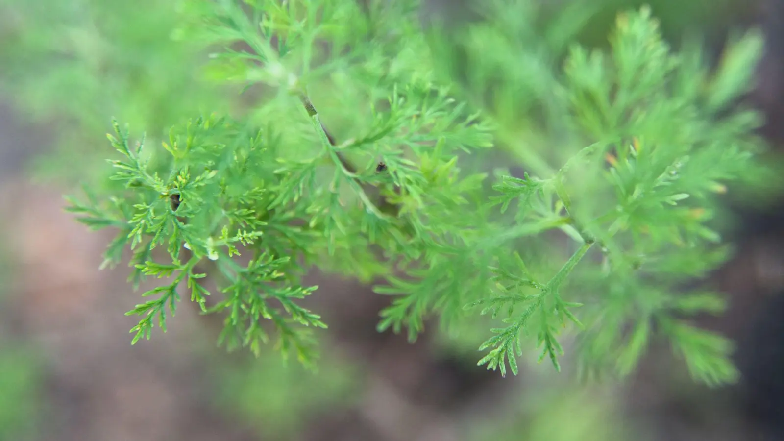 Colakraut ist eine Varietät der Eberraute. Ihr herbes, leicht zitroniges Aroma erinnert geschmacklich entfernt an Cola. (Foto: Andrea Warnecke/dpa-tmn)