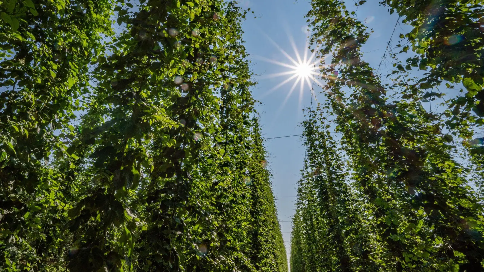 Hopfen im Anbaugebiet Hallertau. (Foto: Armin Weigel/dpa)