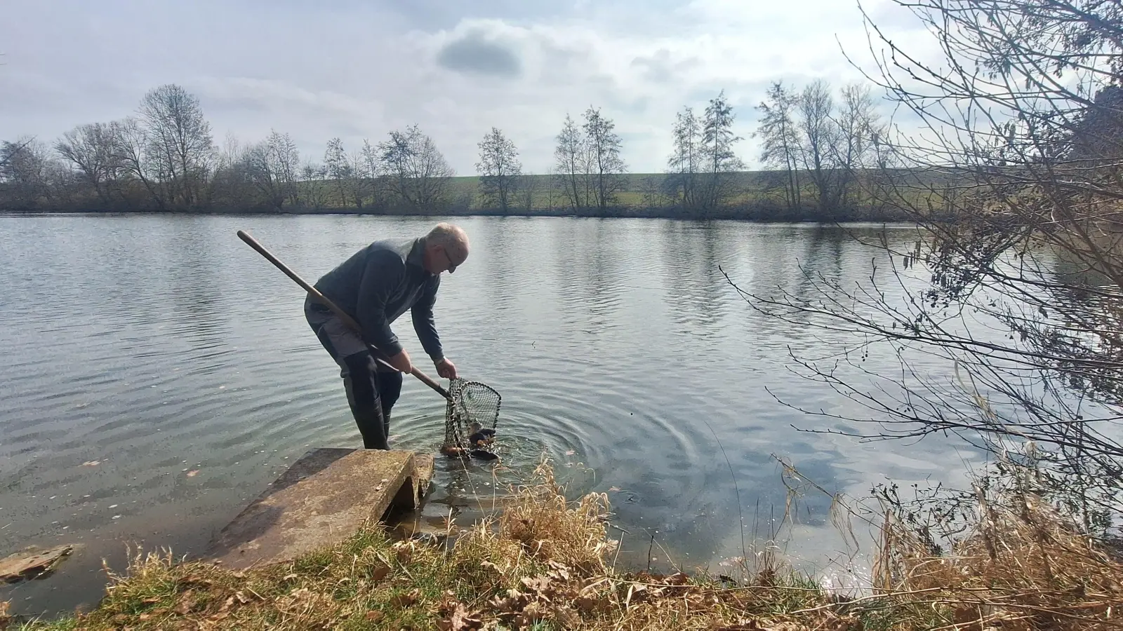 Ganz vorsichtig, mit dem Netz, hat Teichwirt Harald Siller seine K2-Karpfen in den Pfaffenweiher bei Ansbach eingesetzt. (Foto: Daniela Ramsauer)