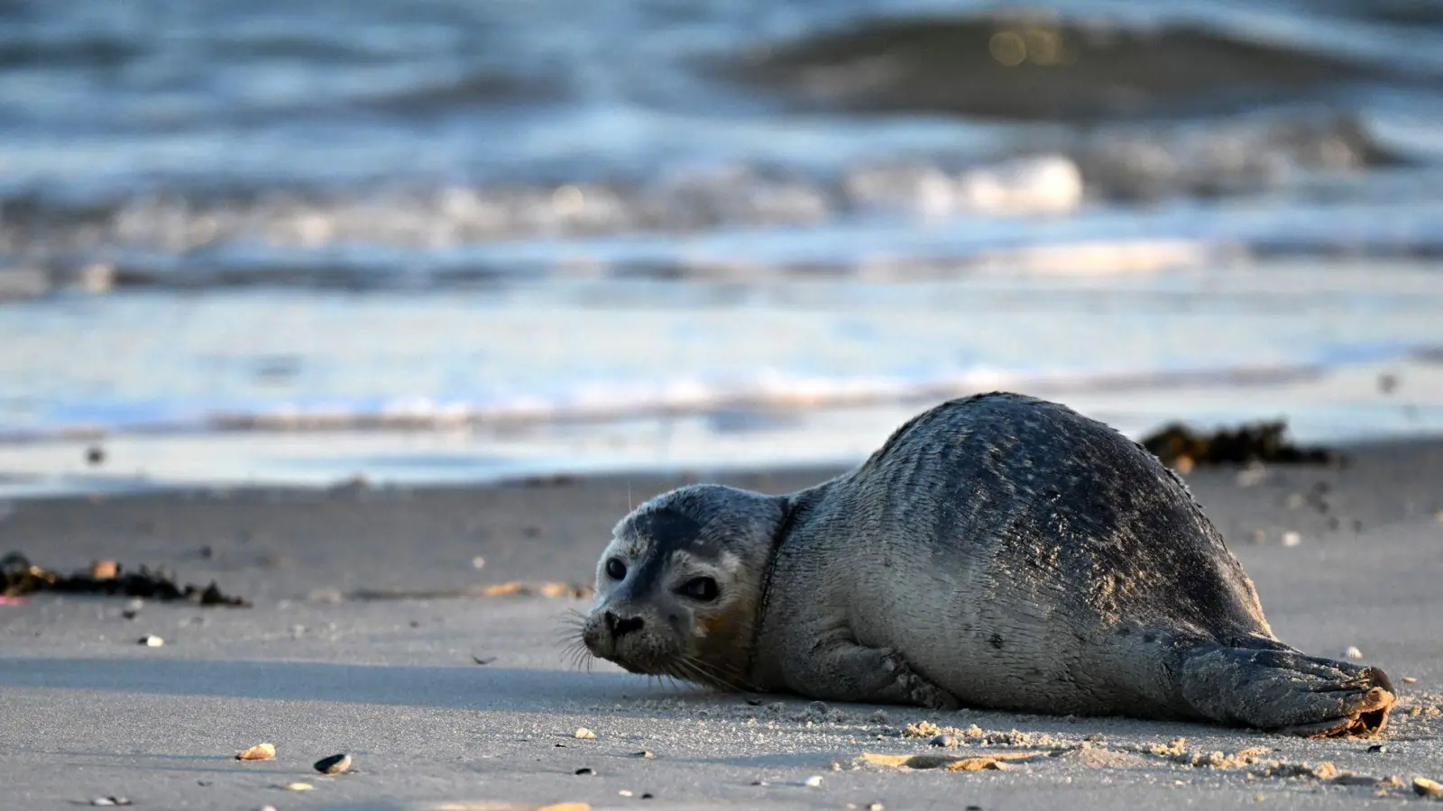 Seehunde zählen zu den größten Meeresraubtieren im Wattenmeer. (Archivbild) (Foto: Federico Gambarini/dpa)