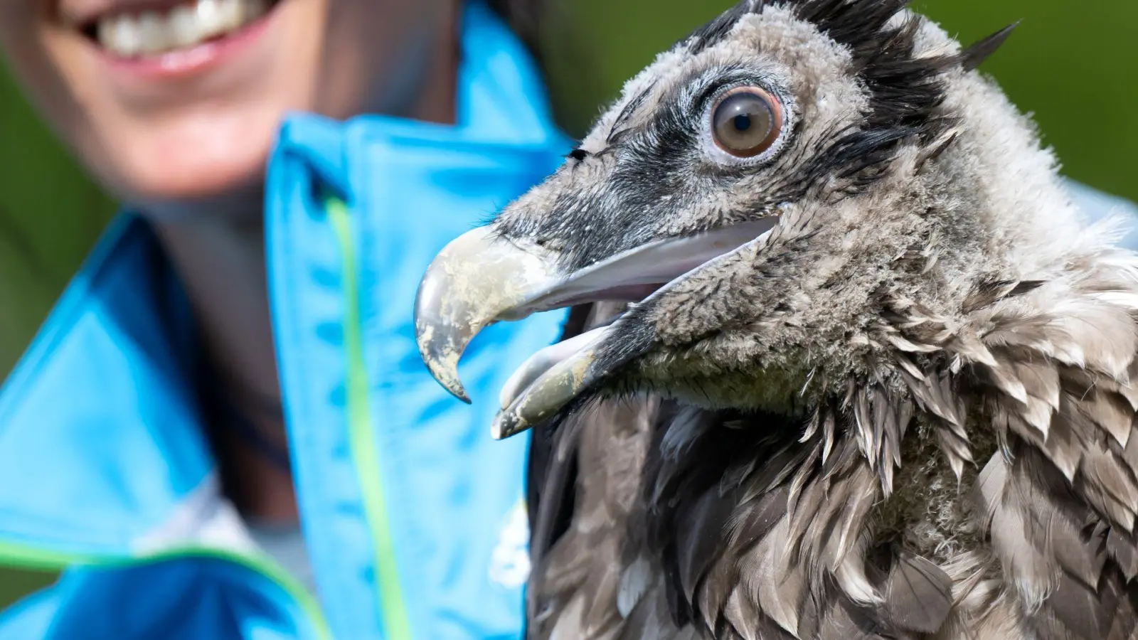 Der junge Bartgeier Vinzenz - hier vor einem Jahr bei der Auswilderung - hat eine gefährliche Reise unternommen. (Archivbild)   (Foto: Sven Hoppe/dpa)