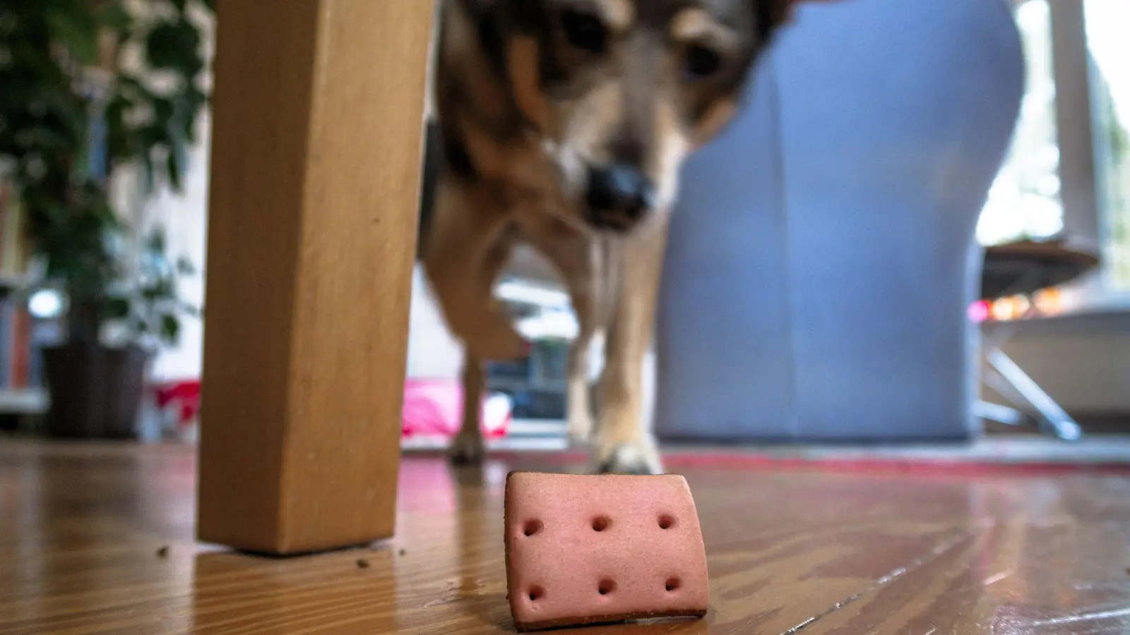 Auch drinnen für Auslastung sorgen: Ein Hund sucht in der Wohnung nach versteckten Leckerlis. (Foto: Markus Scholz/dpa/dpa-tmn)